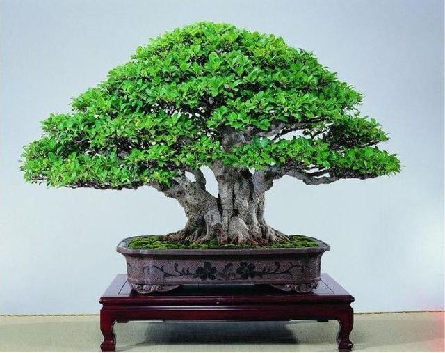 榕树盆景好养吗怎么养,榕树盆景经典造型