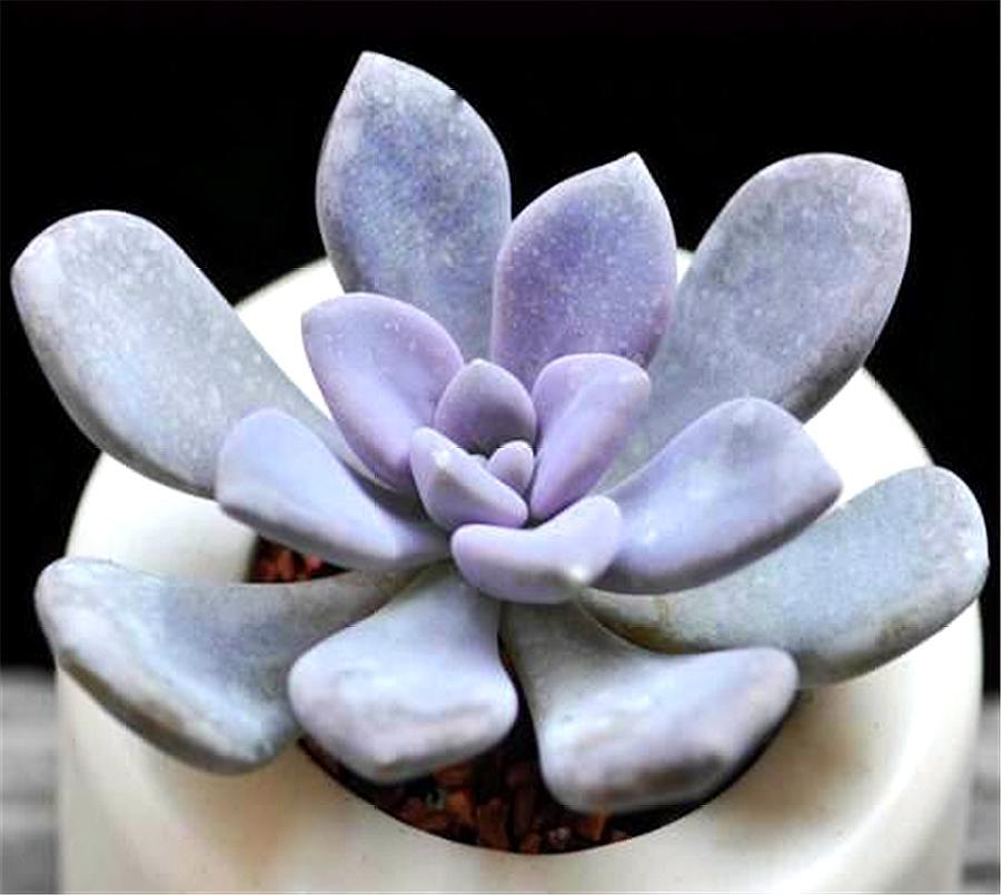 多肉四大美人图片,多肉四大美人长什么样子