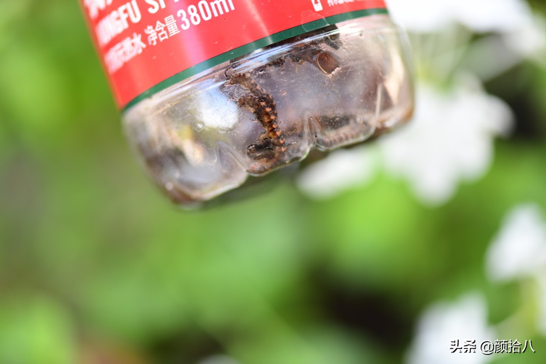 赶尽杀绝，花园里最痛恨的虫子|园丁