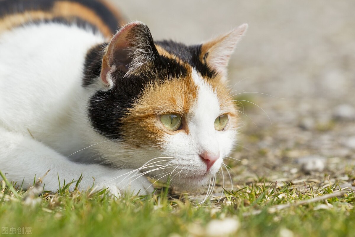 猫总是挠人咬人是什么意思,小奶猫总是咬人挠人怎么办