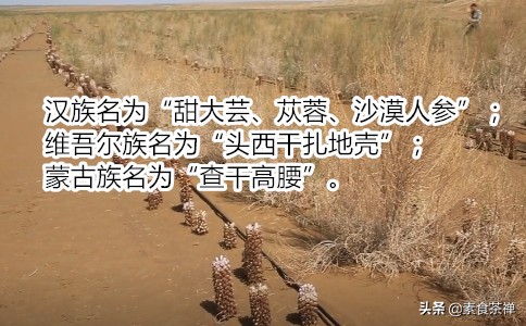 沙漠人参肉苁蓉哪里的最好,肉苁蓉生长环境与沙漠优势