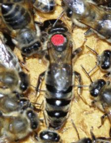 蜂王开产多久产卵量才增多,初产蜂王要过多久产卵量才达正常