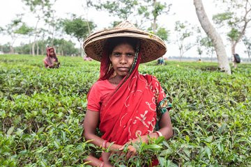 孟加拉国小镇,孟加拉国特色茶