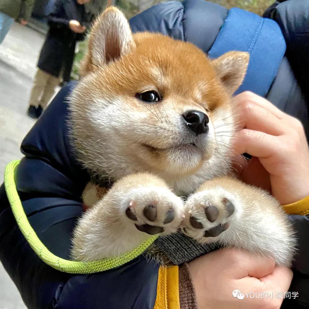 家养柴犬被咬破皮用打疫苗么,柴犬打疫苗时间表