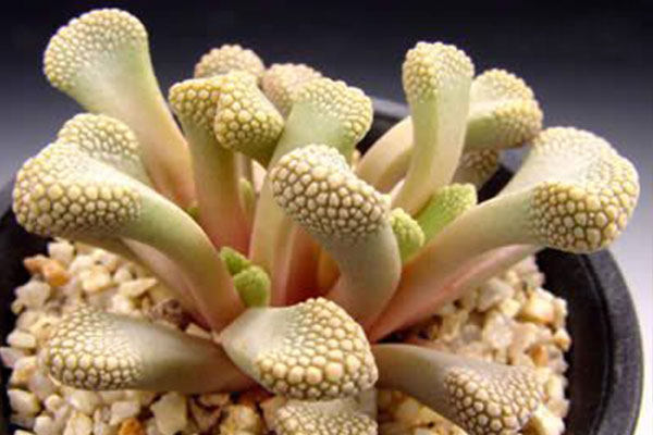 多肉天女属，用美丽的名字诱惑你买，用奇特的长相颠倒你的审美！