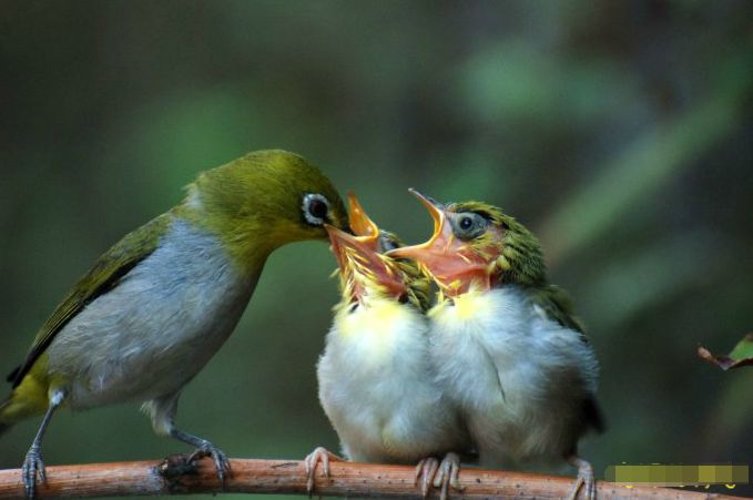 每个生命都值得被虐待,任何生命都不该被虐待
