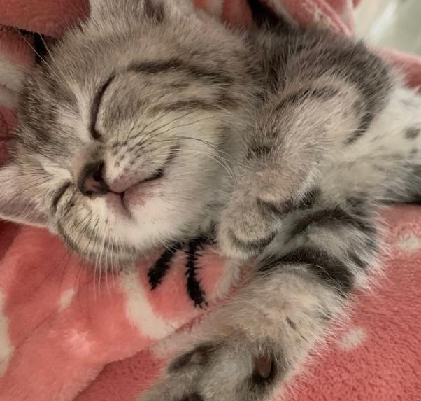 五千块钱买猫,五千块的猫咪