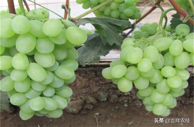 大青葡萄栽培方面的知识要点，你都会吗？来学学种植管理