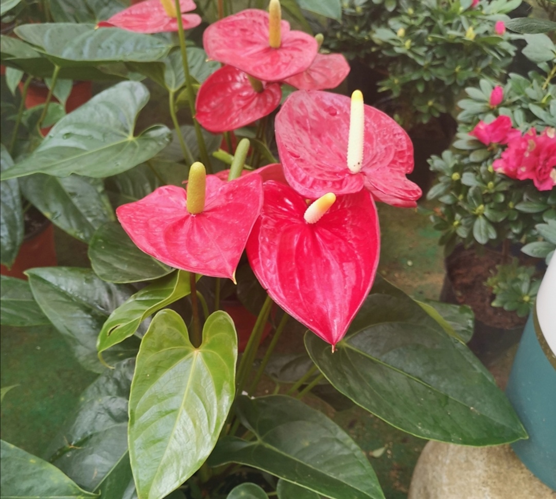 养花时怎么做营养液,家中养花自配营养液