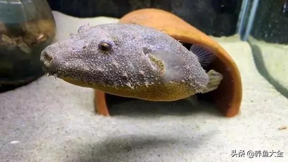 养鱼大神都养什么鱼,鱼缸养鱼都有哪些鱼