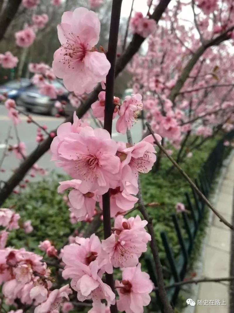 我有一个心愿叫金陵