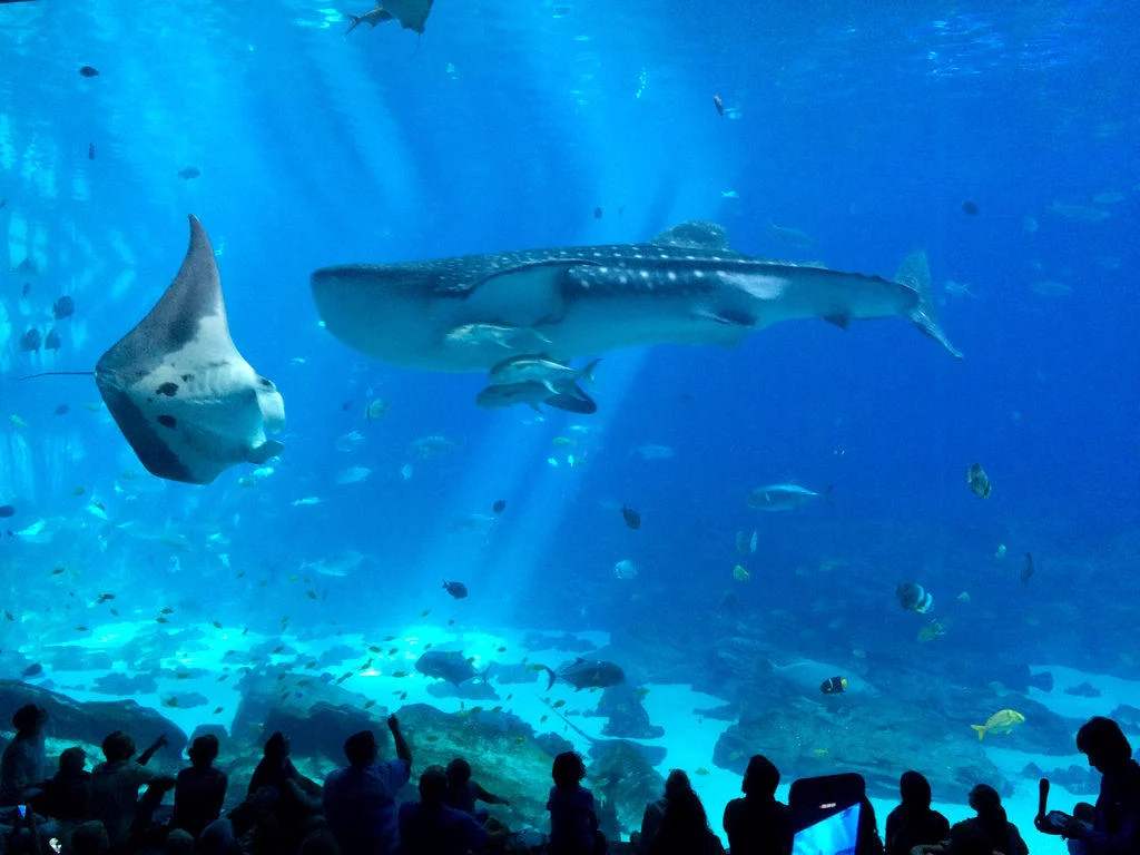 全世界最好玩的水族馆,世界十大水族馆