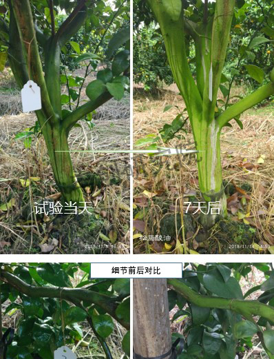 青苔的最佳治理方法是什么,青苔补救