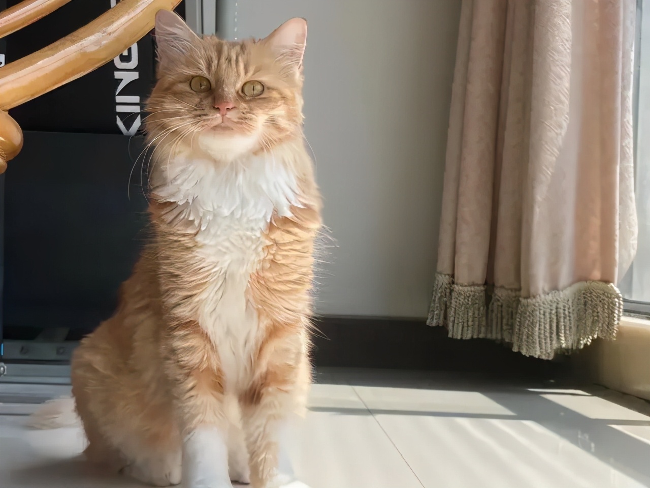 哈哈哈哈哈我笑到我家的狗偷开邻居家的车送我去精神病院