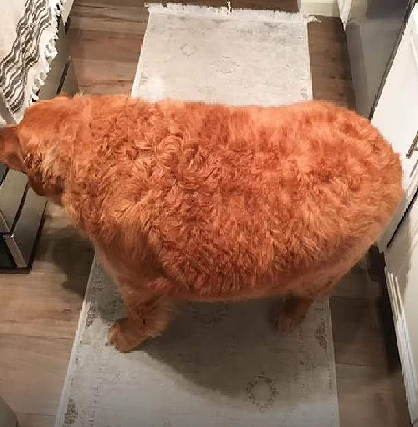 136斤金毛背宽能打麻将吗,136斤金毛背宽