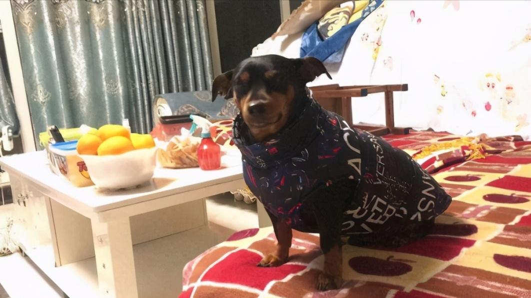 小鹿犬要去世后会有哪些反应,3个月的小鹿犬突然死亡