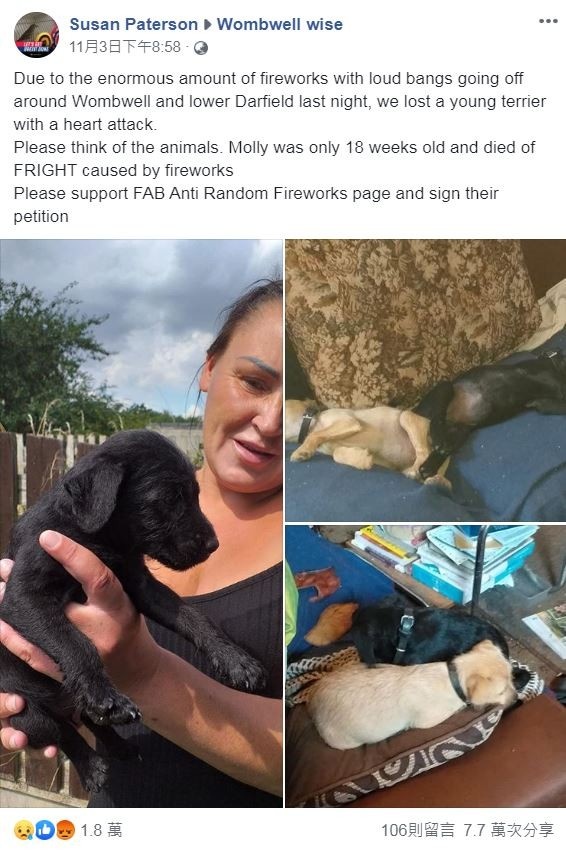 狗狗被烟花吓出后遗症怎么治愈,狗狗被爆竹吓死