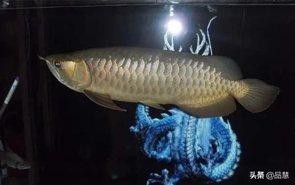 十种便宜又漂亮的龙鱼,一旦拥有别无所求是什么广告