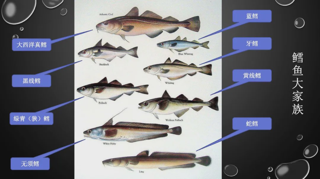 樊哥说中国美食,樊哥讲冰鲜生鲜