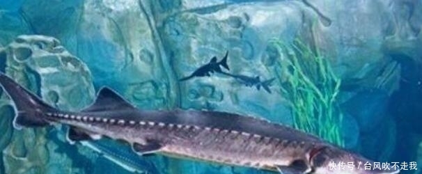 长江鱼王品种大全,长江鱼王完整版