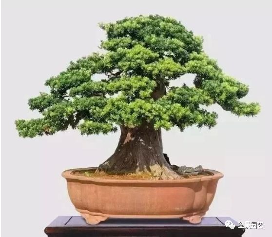 有哪些经典盆景树种,最值得收藏的六种盆景树种是哪些