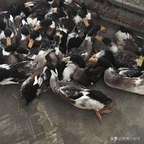 圈养蛋鸭怎么提高产蛋率,养鸭怎么提高质量