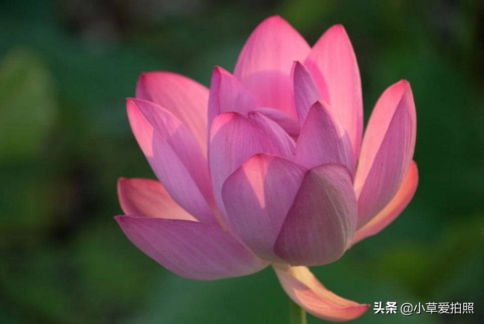 威海羊亭全景图,威海羊亭荷花湾