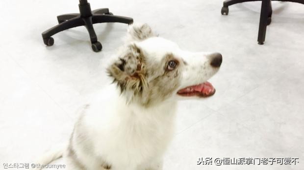 跟着主人一起搬家的小狗,跟着主人搬家的狗