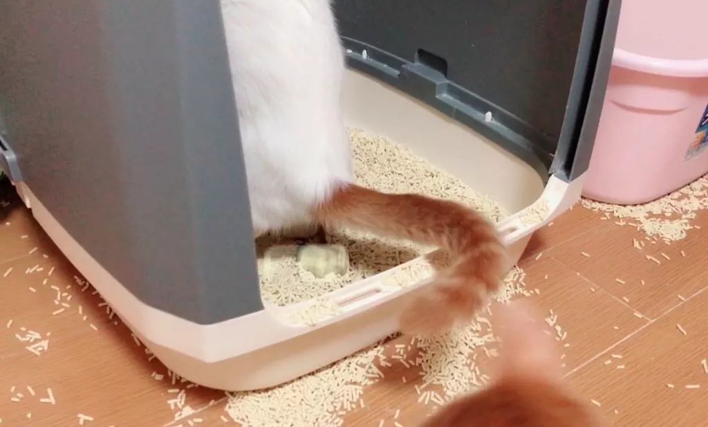 如何纠正猫咪的尿床行为,怎么彻底解决猫咪尿床