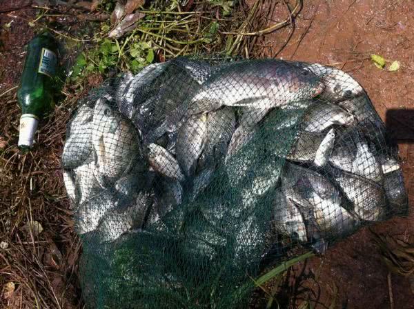 罗非鱼算不算入侵物种?离开非洲老家之后,它在全世界横行