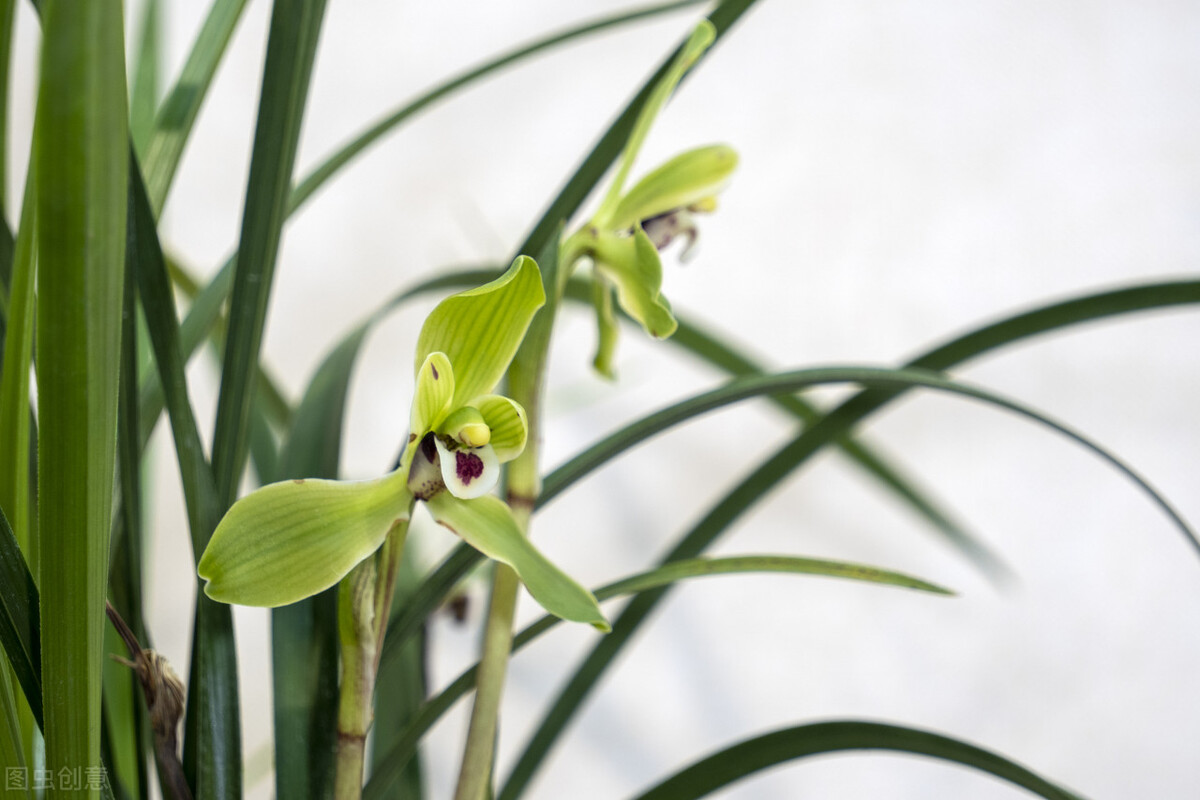 兰花冒芽了还怎么养,兰花的花苞怎么养才会长大
