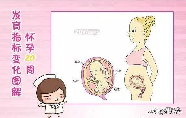 孕期抓住了胎儿手脚,孕期抓住二次发育的机会