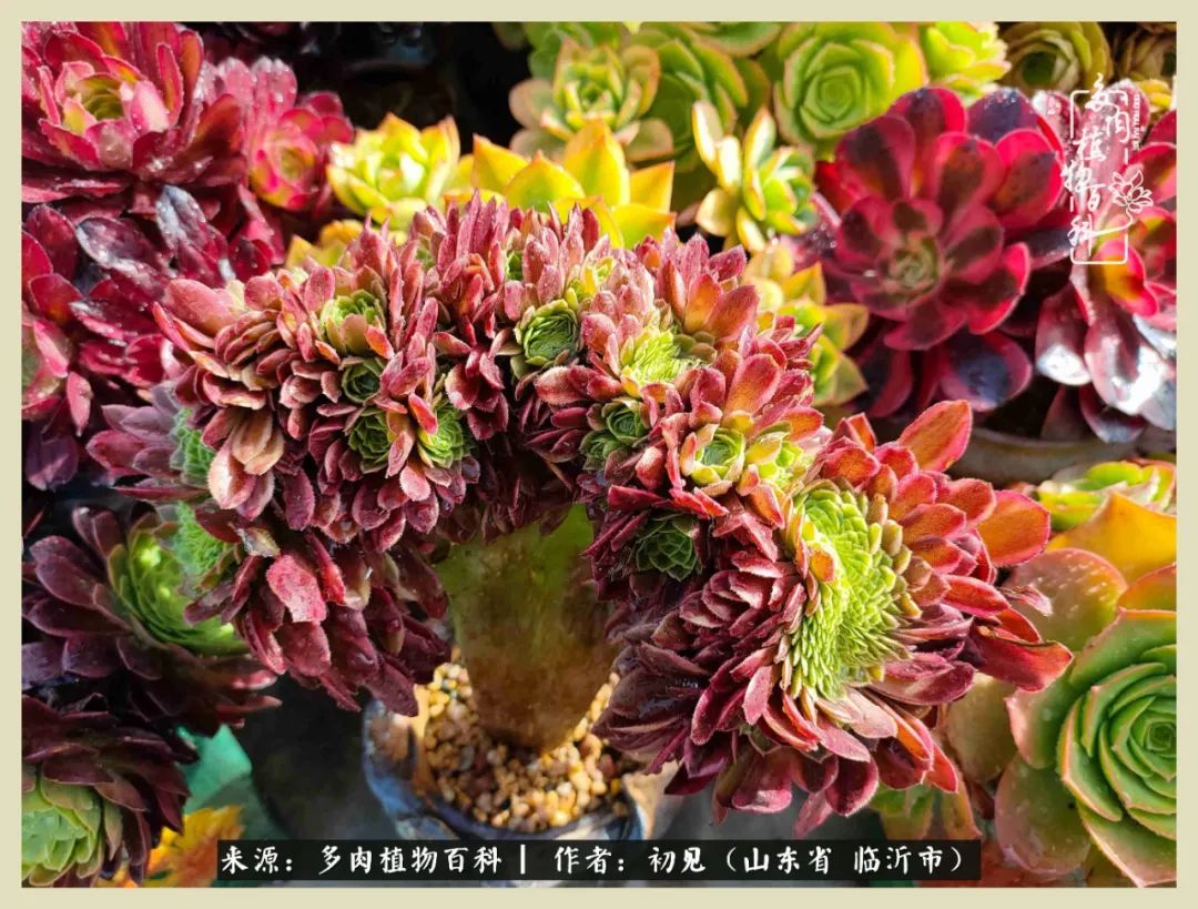 和多肉植物相伴,和多肉相处的心情