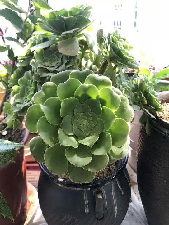 顺风不浪逆风不怂文字图片,顺风不飘逆风不怂绝境不慌