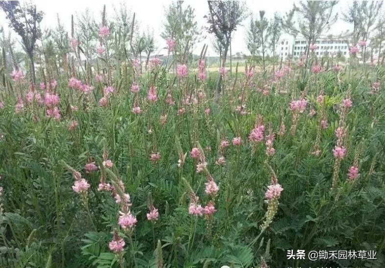 适合盐碱地的植物有哪些,绿化草耐旱品种