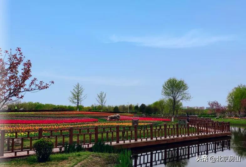 房山区长阳公园郁金香花,房山长阳公园郁金香花开了吗