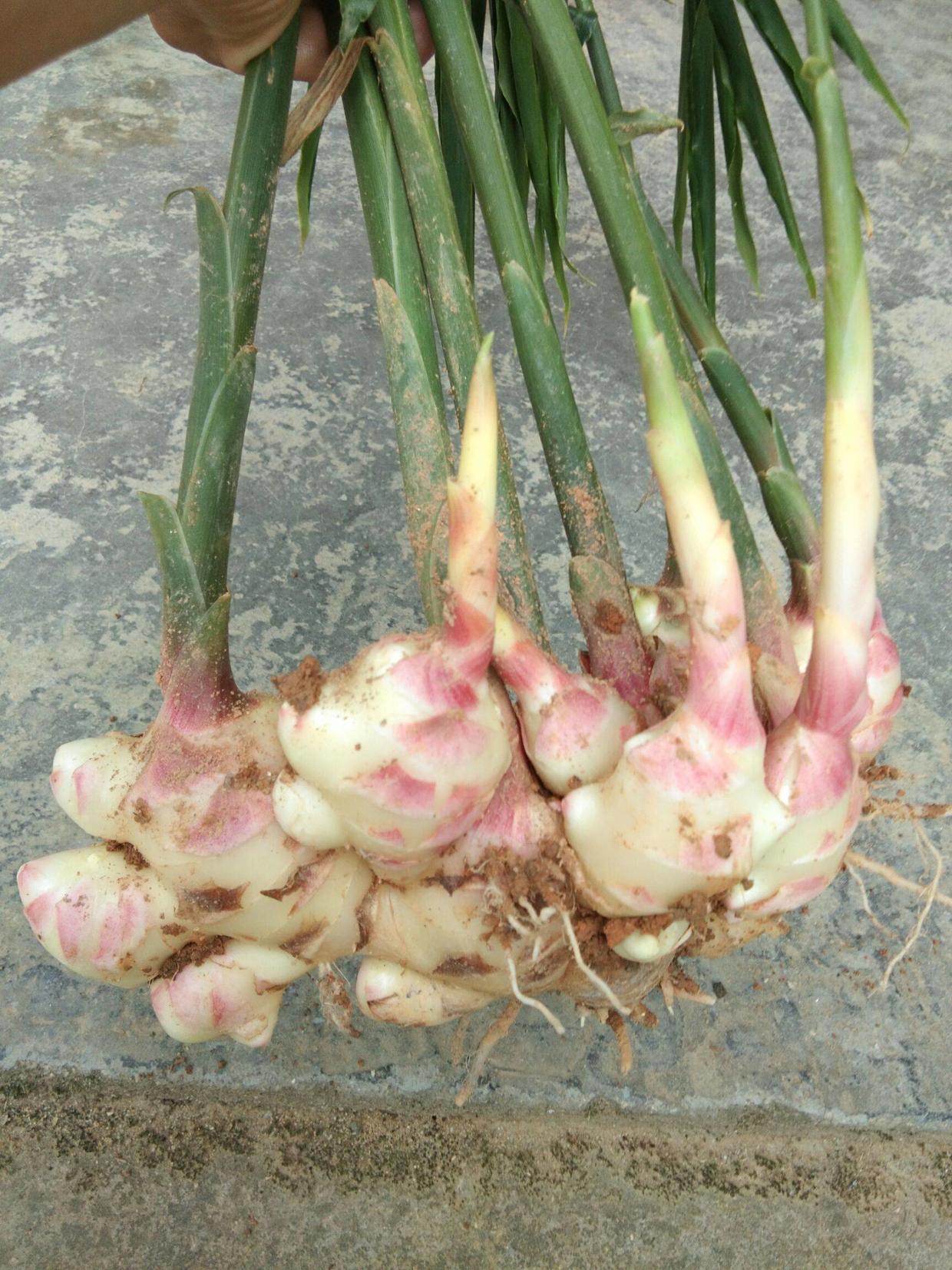 生姜发芽了拿去种,生姜种在树叶下