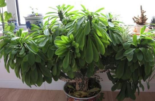 烂根的麒麟掌咋处理？不要病急“乱投医”，教你正确的处理方法