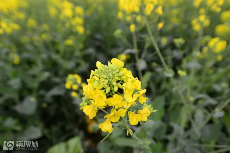 300套轻奢别墅设计,400套极简风格别墅