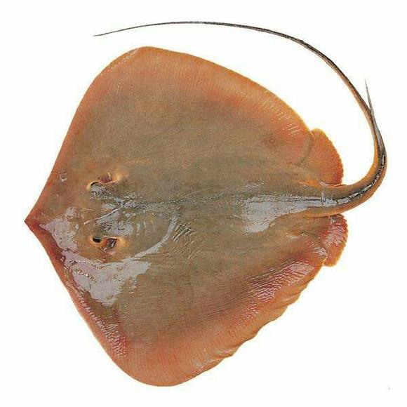 最干净的十种食用鱼,常见的可食用干净的鱼有哪些