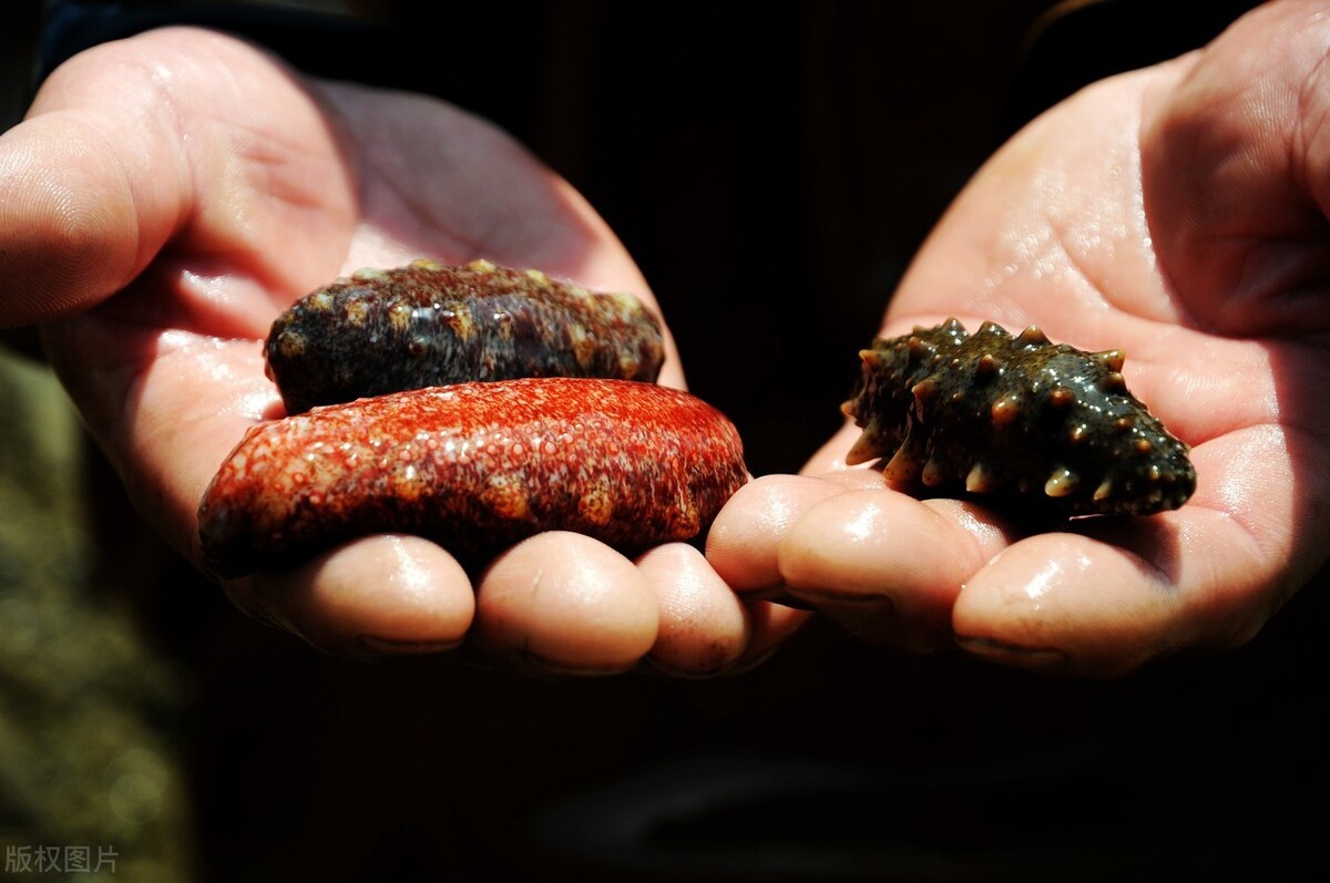 葱烧海参的绝妙之处,顶级葱烧海参