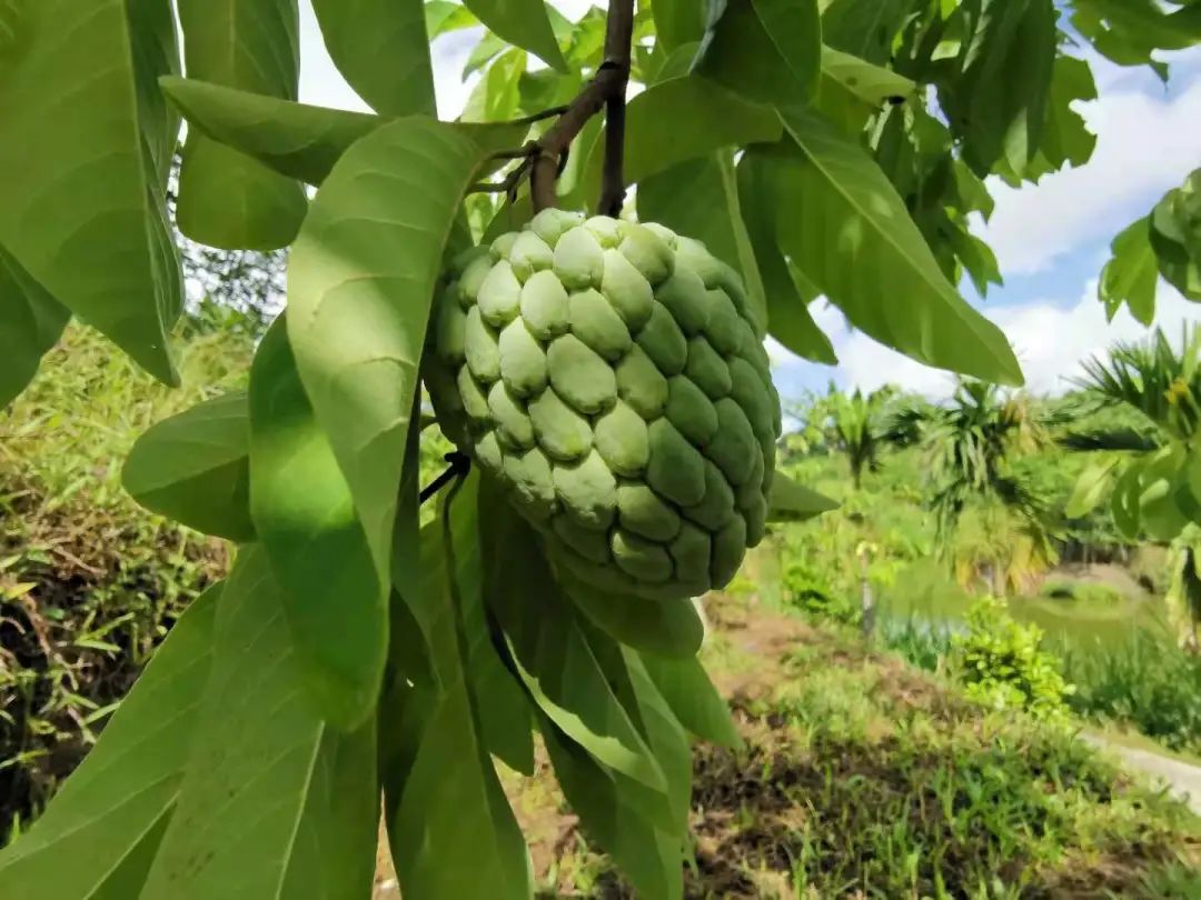 琼中秋之韵山水民宿,琼中蜜柚山庄民宿
