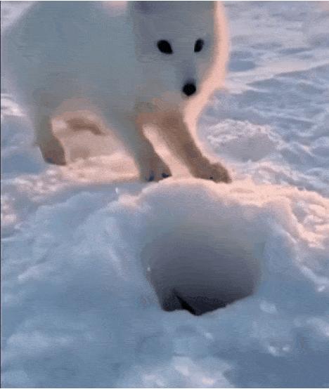 跳水你见过，跳雪你见过吗？北极狐头也太铁