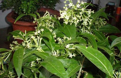 家里蚊子多养食虫植物,家里常见的几种虫子吃蚊子