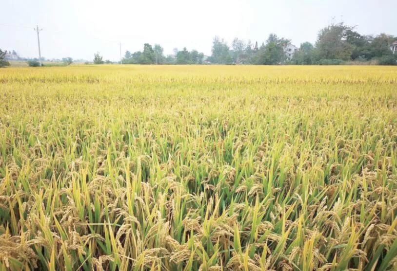 家乡的秋天800字左右带有赏析,家乡的秋天100个字