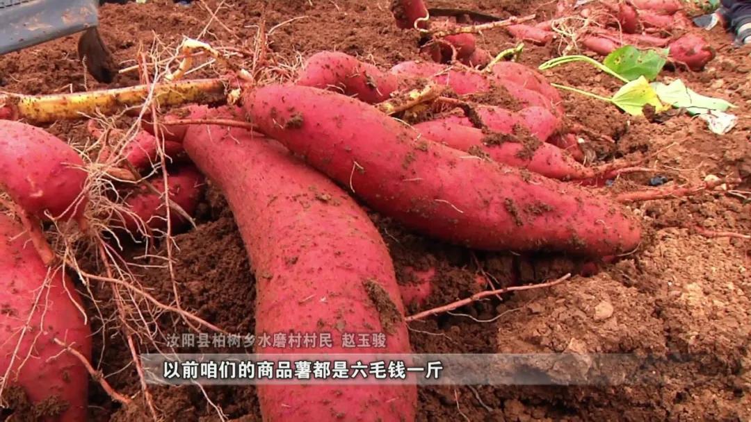 汝阳大安新天地,汝阳适合拓展的地方