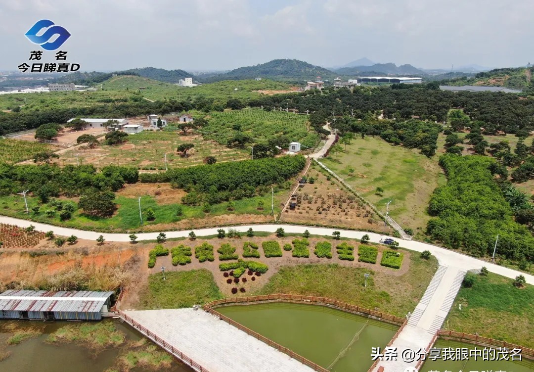 茂名荔枝大会,茂名市520荔枝产业大会