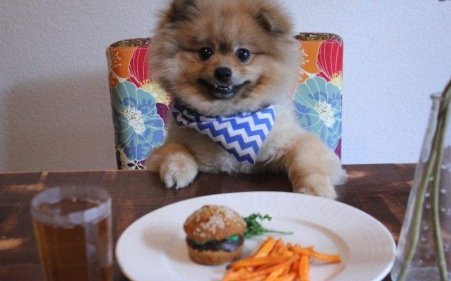 博美犬经常掉毛怎么办？铲屎官了解原因才好对症下药