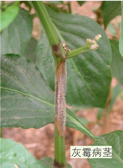灰霉病最佳防治方法,辣椒灰霉病防治技术