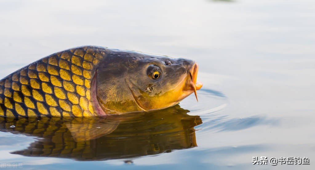 可真是长见识了!钓鱼小药的水太深了,稍不留神捏脚的费用就没了